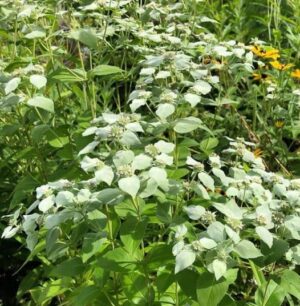 Mountain Mint | Ecologically grown | Perennial | Open Pollinated | Heirloom - Pépinière