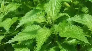 Stinging Nettle | Certified Organic by Ecocert Canada | Perennial | Open Pollinated | Heirloom - Pépinière