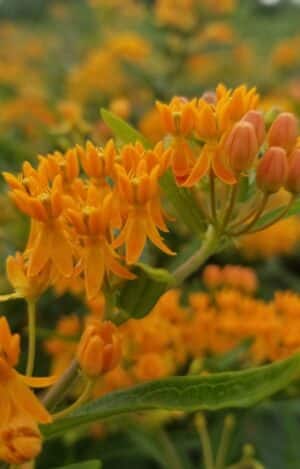 Orange Milkweed | Certified Organic by Ecocert Canada | Perennial | Open Pollinated | Heirloom - Pépinière