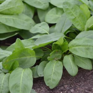 Ecoumene / Sorrel Spinach / Perennial Type / Organic Seeds - Pépinière