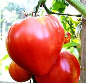 Weston / Beef Heart Tomato / Annual / Non-GMO - Pépinière