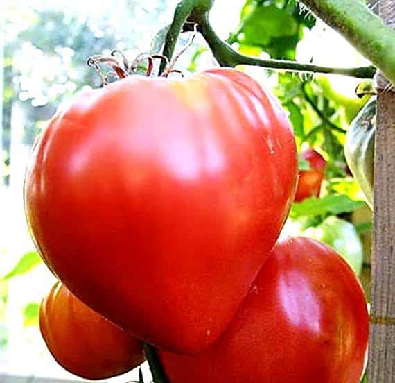 Tomate Coeur De Boeuf / Annuel / Non Traité / Sans OGM - Pépinière