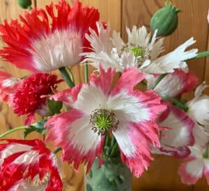 Ecoumene / Amphora Poppy / Annual Type / Organic Seeds - Pépinière