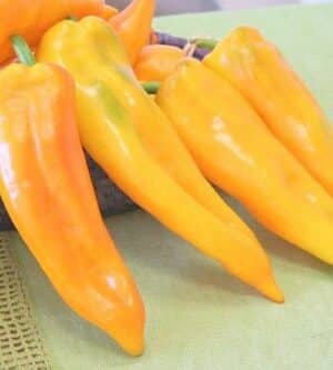 Weston / Bull Horn Yellow Sweet Pepper ‘Giallo’ / Annual / Non-GMO - Pépinière