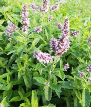 Peppermint | Ecologically grown | Perennial | Open Pollinated | Heirloom - Pépinière