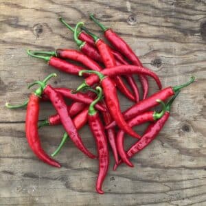Ecoumene / Cayenne Pepper ‘Ring of Fire’ / Annual Type / Organic Seeds - Pépinière