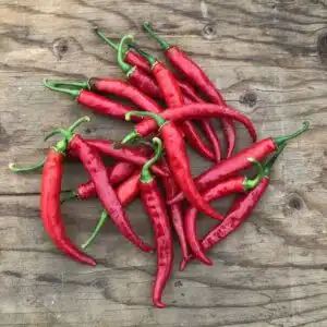Ecoumene / Cayenne Pepper ‘Ring of Fire’ / Annual Type / Organic Seeds - Pépinière