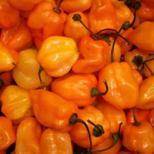 Ecoumene / Habanero Orange Pepper / Annual Type / Organic Seeds - Pépinière