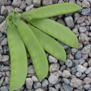 Ecoumene / Pea ‘Oregon Sugar Pod’ / Annual Type / Organic Seeds - Pépinière