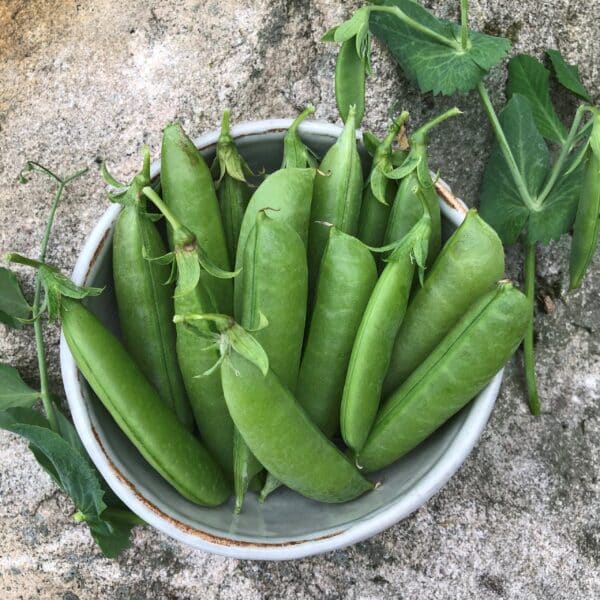 Ecoumene / Pea ‘Sugar Snap’ / Annual Type / Organic Seeds - Pépinière