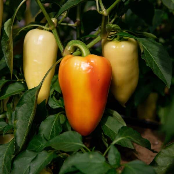 Ecoumene / Pepper ‘Antohi Romania’ / Annual Type / Organic Seeds - Pépinière