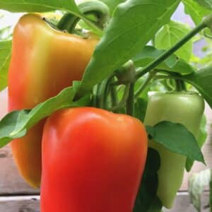 Ecoumene / Pepper ‘Antohi Romania’ / Annual Type / Organic Seeds - Pépinière