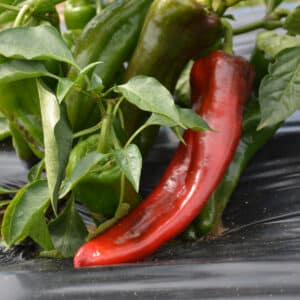 Ecoumene / Red Marconi Sweet Pepper / Annual Type / Organic Seeds - Pépinière