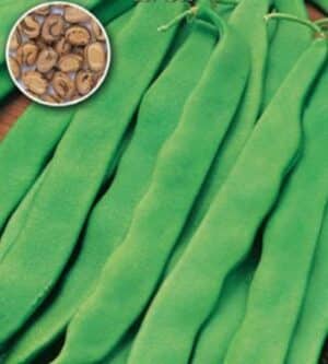Weston / Climbing Bean ‘Posena’ / Annual / Non-GMO - Pépinière