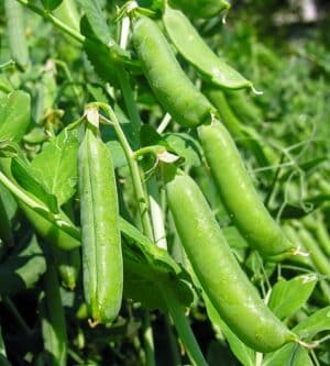 Climbing peas ‘Alderman rugoso’ / annual / untreated / non-GMO - Pépinière