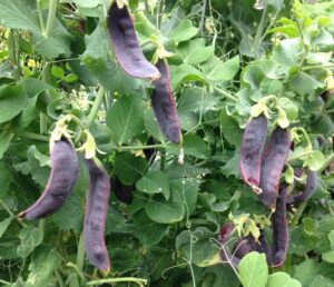 Gaia / ‘Purple Mist’ Snow Peas / Certified Organic by Ecocert Canada / Annual - Pépinière