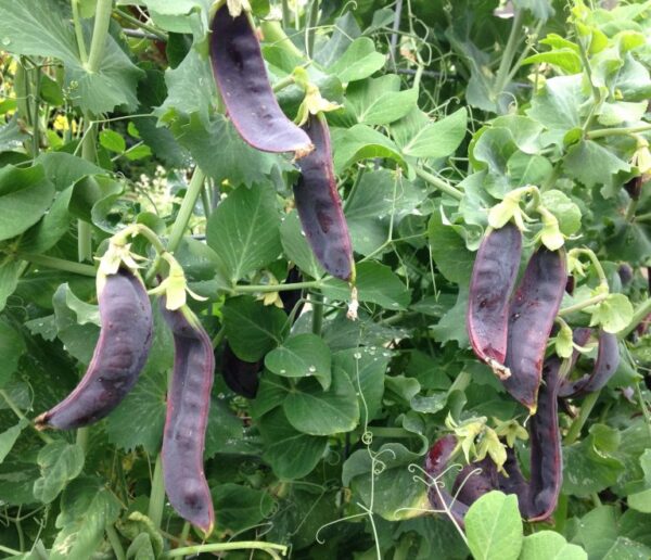 Pois Mange-Tout  ‘Purple Mist’  / Certifié Bio par Écocert Canada / Annuel / Pollination Libre / Patrimonial - Pépinière