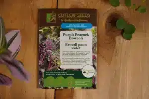 Broccoli Purple Peacock - Pépinière