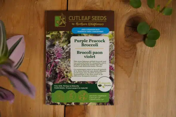 Brocoli Paon Violet - Pépinière