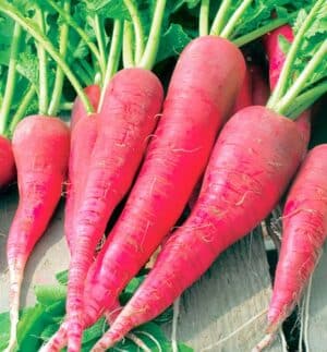 Weston / Red Radish ‘Candela Di Fuoco’ / Annual / Non-GMO - Pépinière
