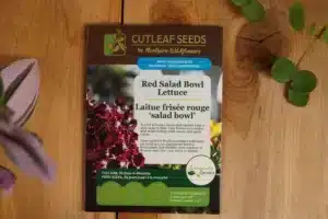 Laitue Frisée Rouge ‘Bol de Salade’ - Pépinière