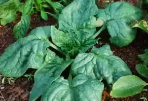 Regiment F1 Spinach | Certified Organic by Ecocert Canada | Annual | Hybrid - Pépinière