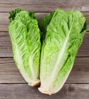 Weston / Romaine lettuce ‘Bionda ortolani’ / annual type / non-GMO - Pépinière
