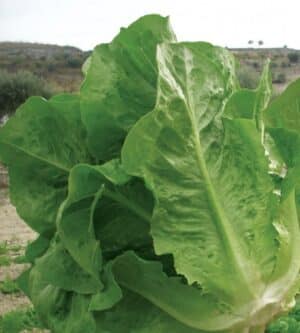 Weston / Romaine lettuce ‘Lentissima montaré’ / Annual type / Non-GMO - Pépinière