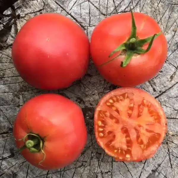 Tomato Rose De Berne - Pépinière