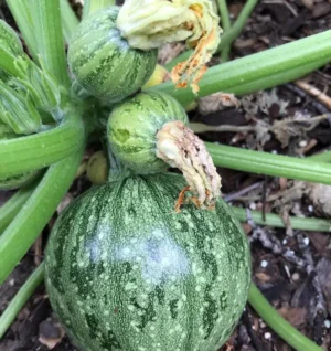 Gaia / Zucchini Zucchini Round / Organically Grown / Annual - Pépinière