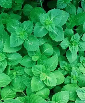 Gaia / Holy Basil / Certified Organic by Ecocert Canada / Annual - Pépinière