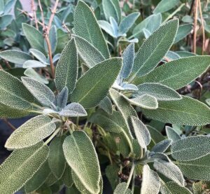 Garden Sage | Ecologically grown | Annual | Open Pollinated | Heirloom - Pépinière