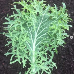 Gaia / Kale ‘Siber-Frill’ / Certified Organic by Ecocert Canada / Annual - Pépinière