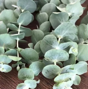 Silver Dollar Eucalyptus | Ecologically grown | Annual | Open Pollinated | Heirloom - Pépinière