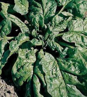 Weston / ‘Matador’ Spinach / Annual / Non-GMO - Pépinière