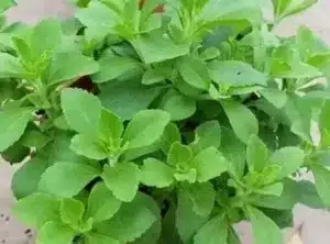 Stevia | Ecologically grown | Annual | Open Pollinated - Pépinière