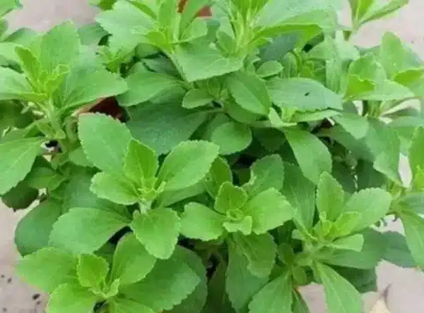 Stevia/ Cultivé Écologiquement / Annuel / Pollination Libre / Patrimonial - Pépinière