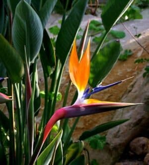 Weston / Flower Birds of Paradise Strelitzia Crane / Annual Type - Pépinière