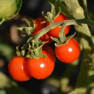 Écoumène / Tomate Cerise ‘Matt’s Wild Cherry’ / Type Annuel / Semences Bio - Pépinière