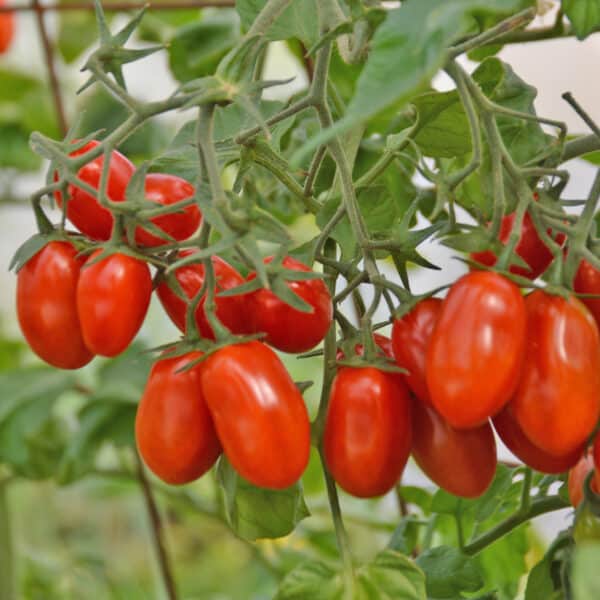 Ecoumene / Grape Tomato ‘Red Pearl’ / Annual Type / Organic Seeds - Pépinière