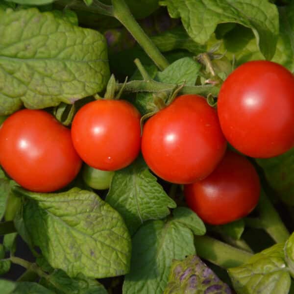 Ecoumene / Cocktail Tomato ‘Tiny Tim’ / Annual Type / Organic Seeds - Pépinière