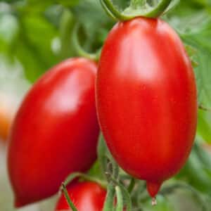 Écoumène / Tomate Italienne ‘Amish’ / Type Annuel / Semences Bio - Pépinière