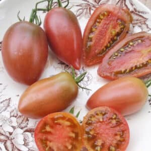 Écoumène / Tomate Italienne ‘Ukrainian Purple’ / Type Annuel / Semences Bio - Pépinière