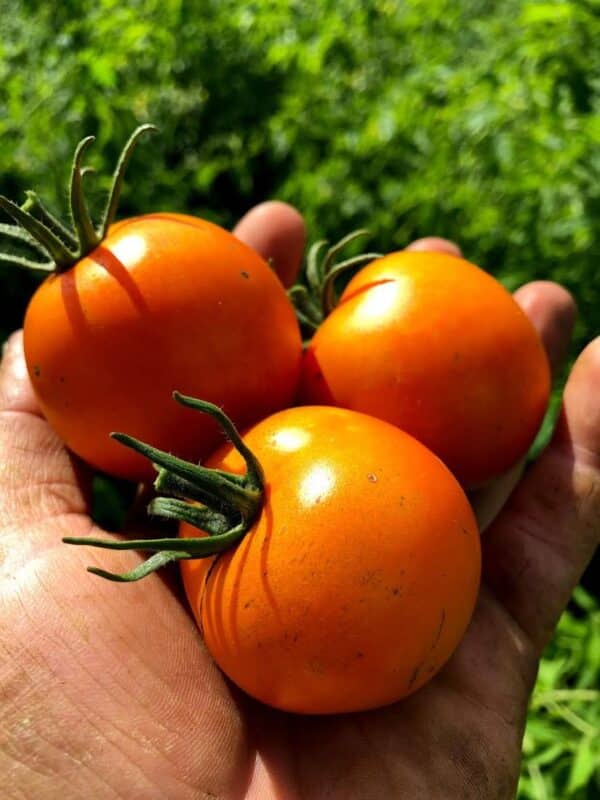 Ecoumene / Flamed Yellow Cocktail Tomato / Annual Type / Organic Seeds - Pépinière