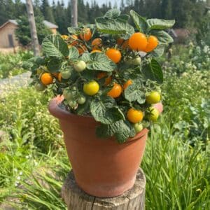 Ecoumene / Cherry Tomato ‘Orange Hat’ / Annual Type / Organic Seeds - Pépinière
