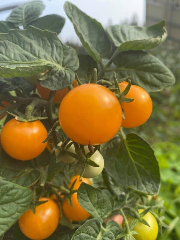 Ecoumene / Cherry Tomato ‘Orange Hat’ / Annual Type / Organic Seeds - Pépinière