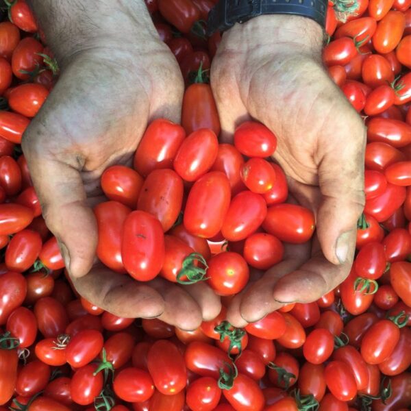 Ecoumene / Grape Tomato ‘Red Pearl’ / Annual Type / Organic Seeds - Pépinière