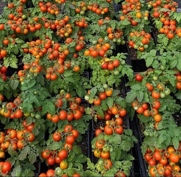 Ecoumene / Cherry Tomato ‘Red Robin’ / Annual Type / Organic Seeds - Pépinière