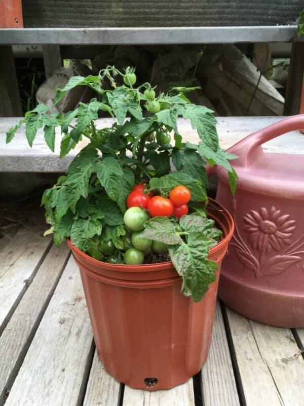 Ecoumene / Cherry Tomato ‘Red Robin’ / Annual Type / Organic Seeds - Pépinière