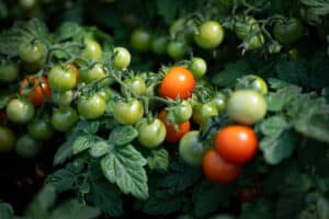Écoumène / Tomate Cerise ‘Red Robin’ / Type Annuel / Semences Bio - Pépinière